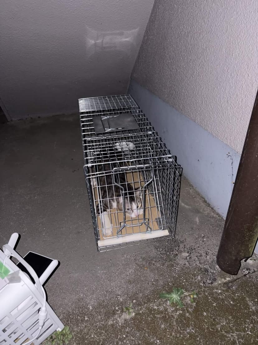 捕獲器に猫が入った瞬間