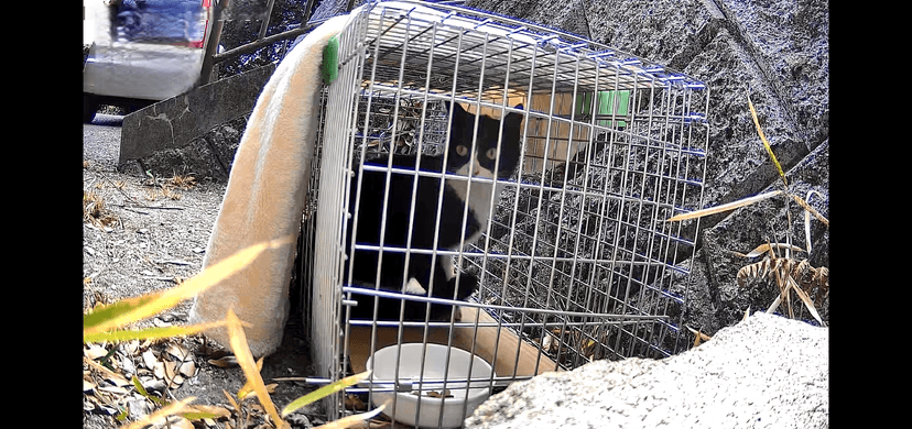 捕獲器カメラに映った猫