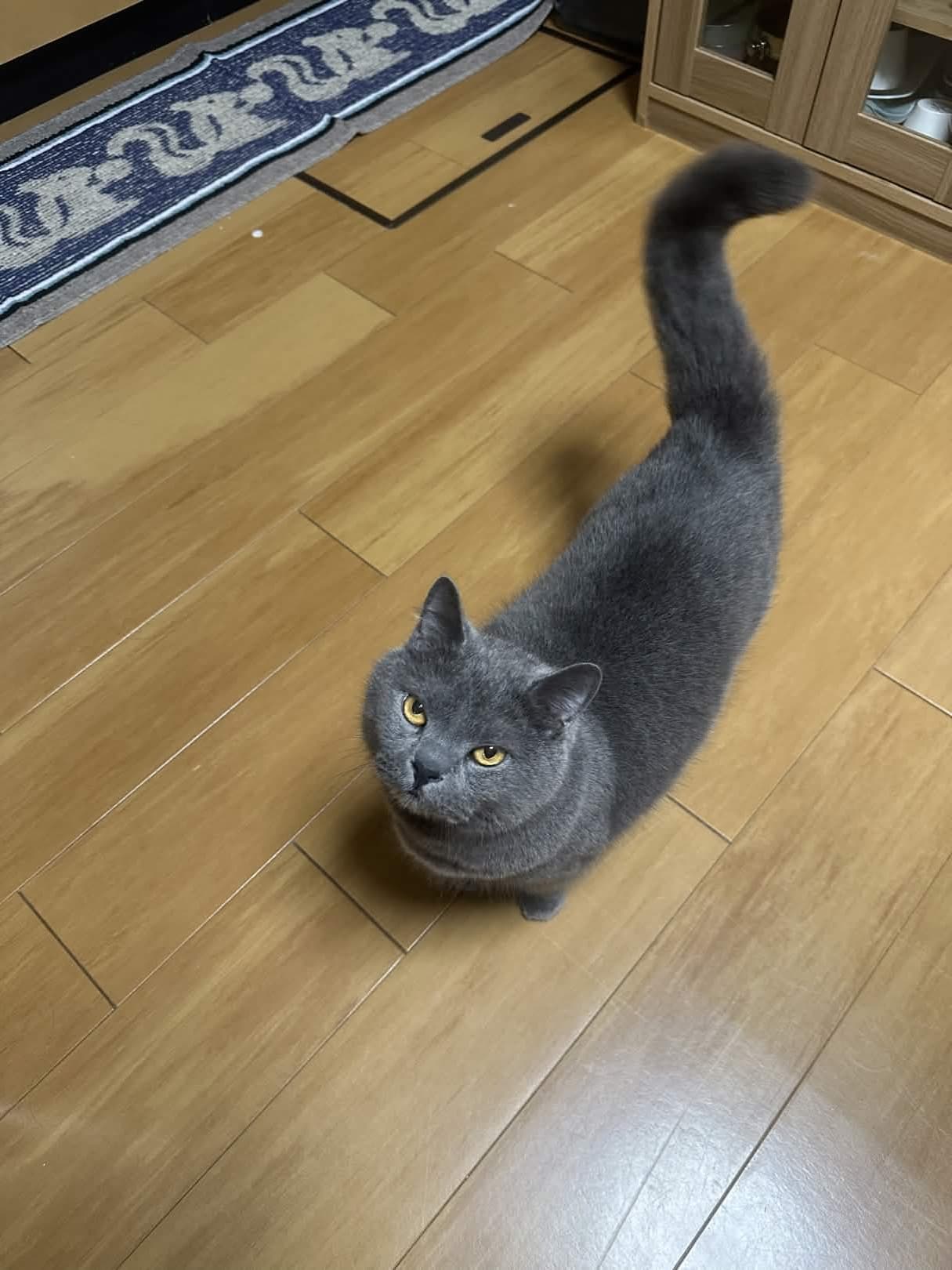 ご依頼者さまの猫・無事帰宅