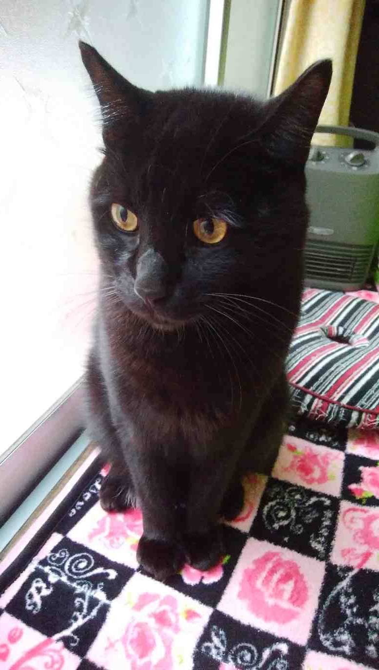 りんちゃんの飼い主さまの猫・無事帰宅