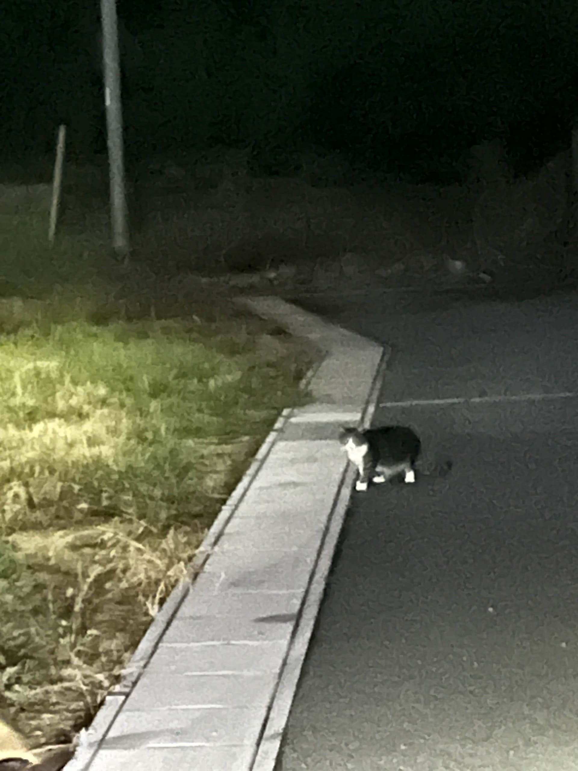 深夜の猫捜索中に発見した瞬間