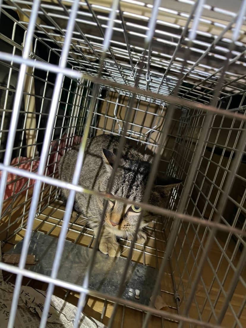 捕獲器に入った猫