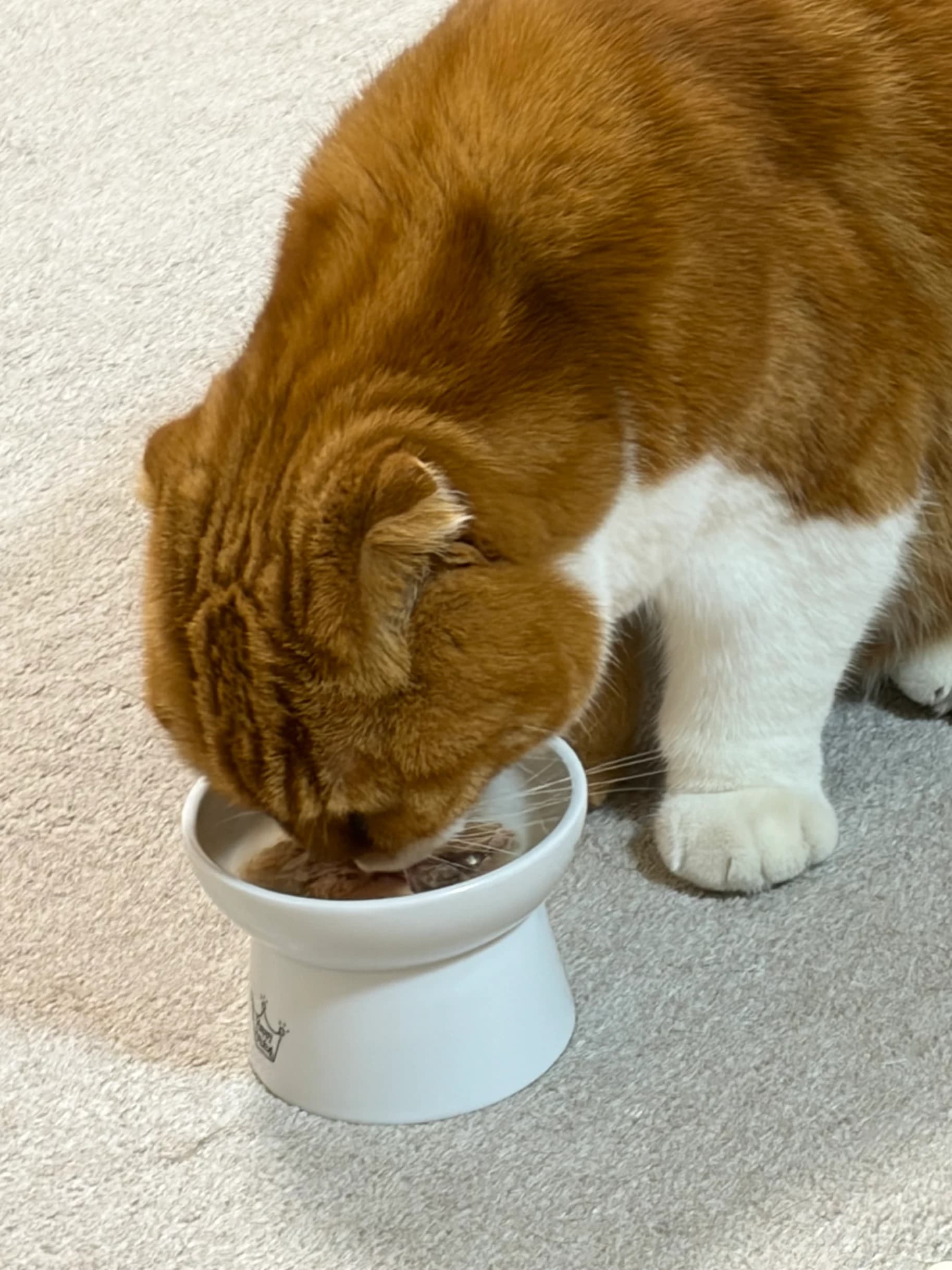 トマトくんの飼い主さまの猫・無事帰宅